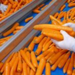 carrots-condensed